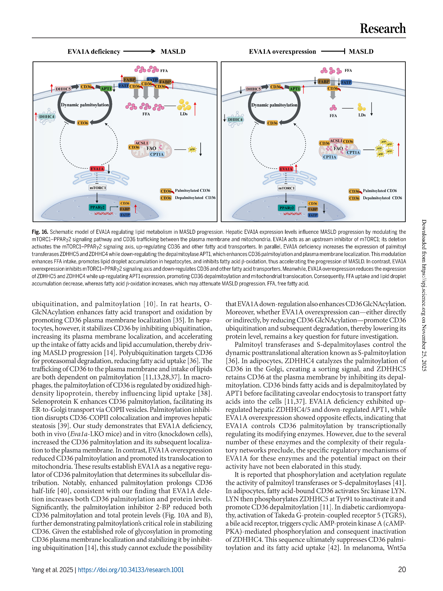 在线发表版research.1001_20